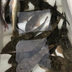 Magic（マジック） 釣果