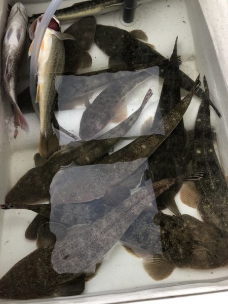 Magic（マジック） 釣果