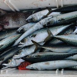 気仙沼　つり丸 釣果