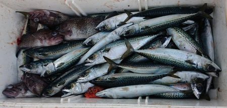 気仙沼　つり丸 釣果