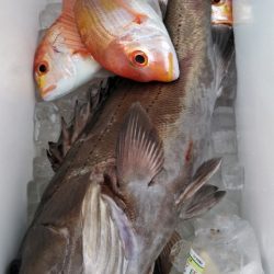 遊漁船 新鋭丸 釣果