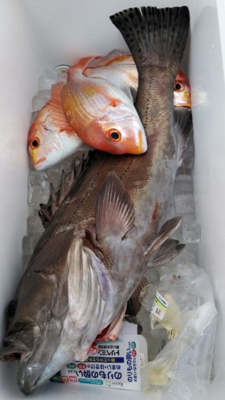 遊漁船 新鋭丸 釣果