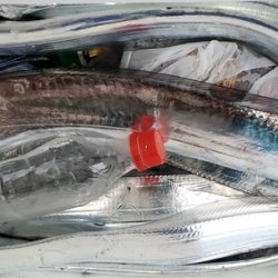 遊漁船 ニライカナイ 釣果