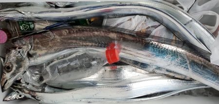 遊漁船 ニライカナイ 釣果