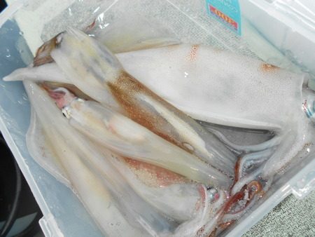 こうゆう丸 釣果