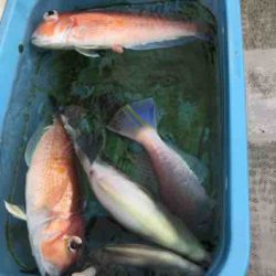 龍宮丸 釣果