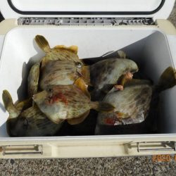 館山つりセンターくろしお丸 釣果