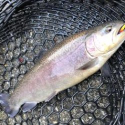 フィッシング サンクチュアリ 釣果