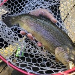 フィッシング サンクチュアリ 釣果