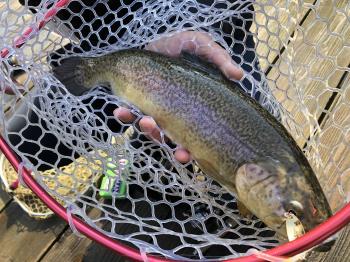 フィッシング サンクチュアリ 釣果