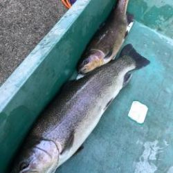 フィッシング サンクチュアリ 釣果