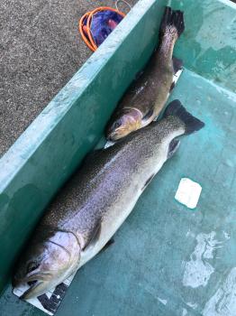 フィッシング サンクチュアリ 釣果