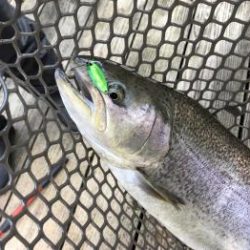 フィッシング サンクチュアリ 釣果