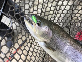 フィッシング サンクチュアリ 釣果