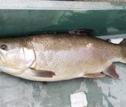 フィッシング サンクチュアリ 釣果