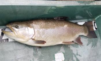 フィッシング サンクチュアリ 釣果