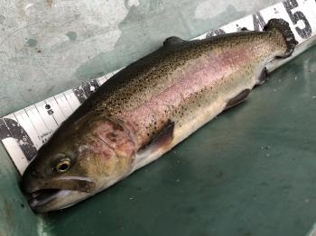 フィッシング サンクチュアリ 釣果