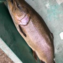 フィッシング サンクチュアリ 釣果