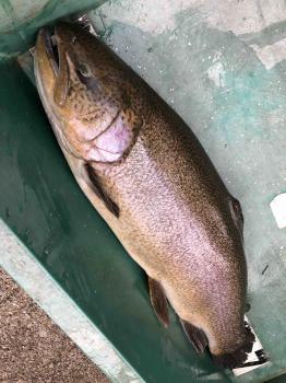 フィッシング サンクチュアリ 釣果