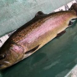 フィッシング サンクチュアリ 釣果