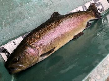 フィッシング サンクチュアリ 釣果