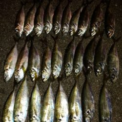 2019年　納得の釣り納め【がまかつ LUXXE宵姫　インプレッション】