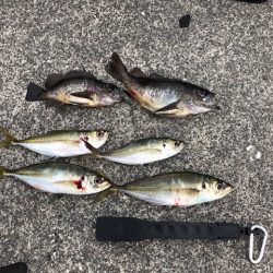 鹿児島アジングレポート【がまかつ LUXXE宵姫　インプレッション】