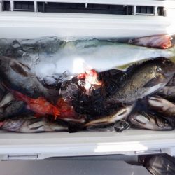 遊漁船 遊友 釣果