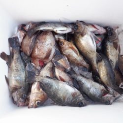 遊漁船 遊友 釣果