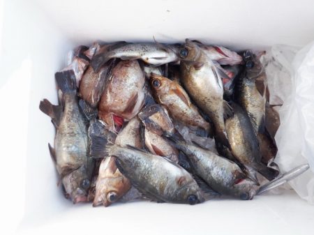 遊漁船 遊友 釣果