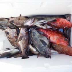 遊漁船 遊友 釣果