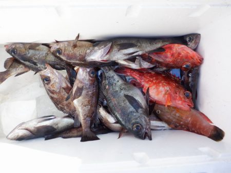 遊漁船 遊友 釣果