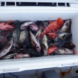 遊漁船 遊友 釣果