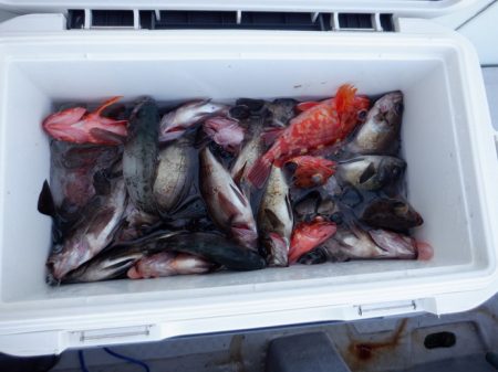 遊漁船 遊友 釣果