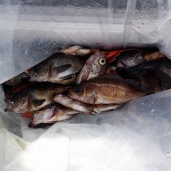 遊漁船 遊友 釣果