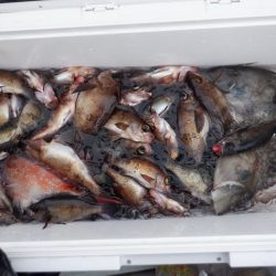 遊漁船 遊友 釣果