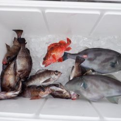 遊漁船 遊友 釣果