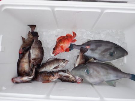 遊漁船 遊友 釣果