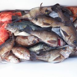 遊漁船 遊友 釣果