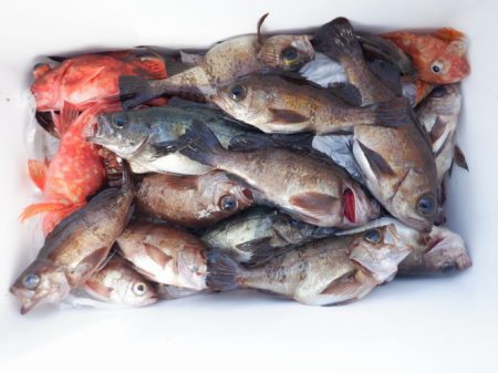 遊漁船 遊友 釣果