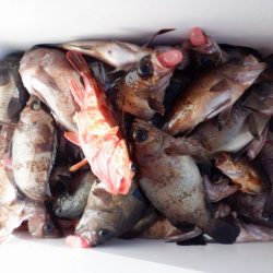 遊漁船 遊友 釣果