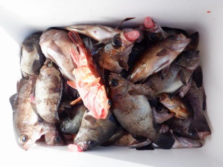 遊漁船 遊友 釣果