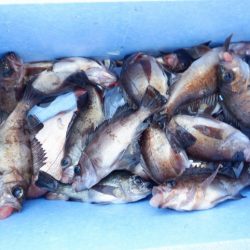 遊漁船 遊友 釣果