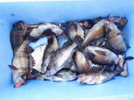 遊漁船 遊友 釣果