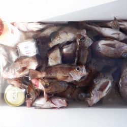 遊漁船 遊友 釣果