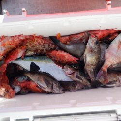 遊漁船 遊友 釣果