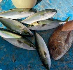 幸吉丸 釣果