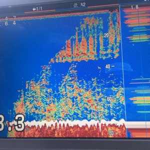 シーモンキー 釣果