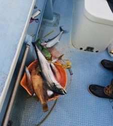 シーモンキー 釣果