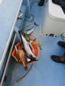 シーモンキー 釣果